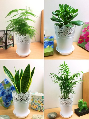 Evergreen house plant - plant, in
