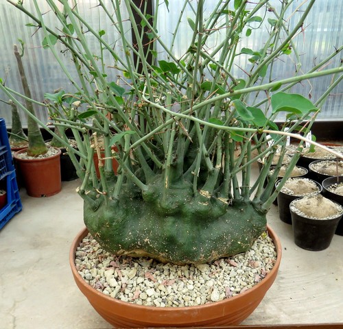 Adenia spinosa 25cm