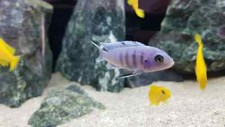 Aquarium Sand Fish Tank Gravel