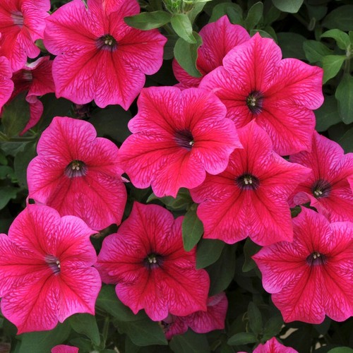 2000 seeds petunia compacta - 2000,
