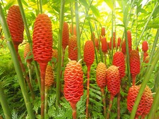 Ginger plant XXL Zingiber Officinale Tropical Rhizome Delivered to your door