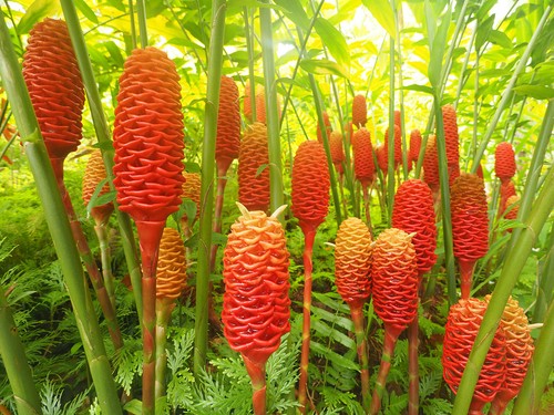 Ginger plant xxl zingiber - plant,