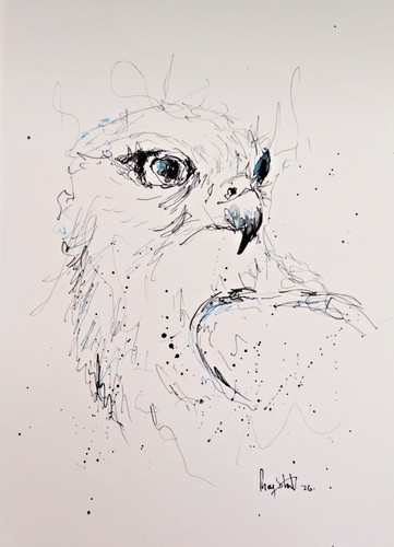 Original falcon scribble ink - falcon,