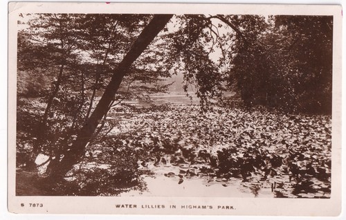 Water lillies highams - water, park