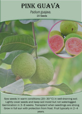Pink Guava (Psidium Guajava)