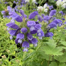 DRACOCEPHALUM FUJI BLUE