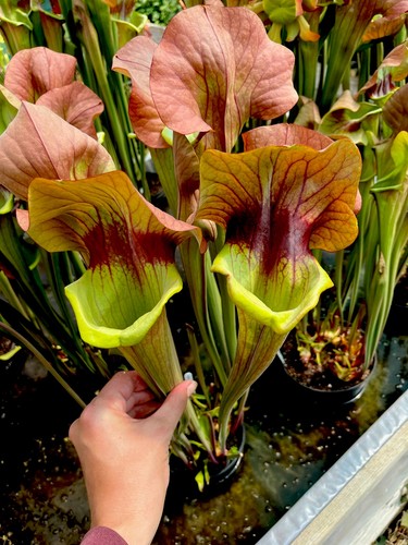 Sarracenia asbo large - x, mature