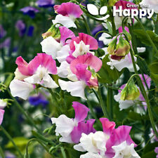 SWEET PEA PERFUME PROMISE PINK 15 SEEDS Lathyrus odoratus FRAGRANT FLOWER SERIES