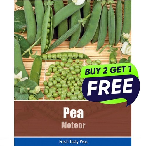 Pea meteor 55 seeds - meteor,