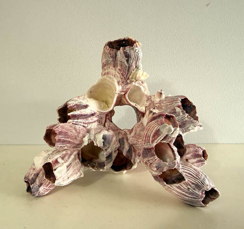 Aquarium ornament shell - aquarium,