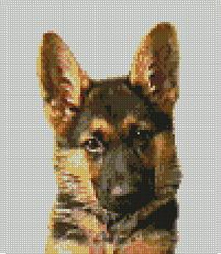 German shepherd dog puppy - german,