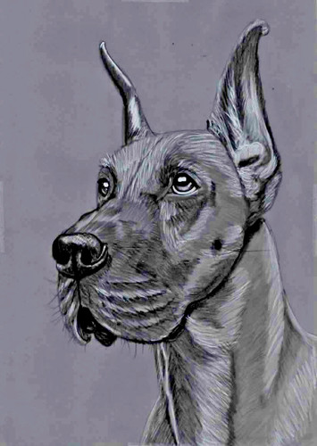 Original pencil drawing - pencil,