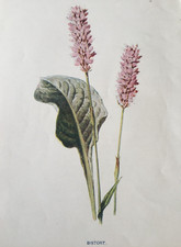 Bistort Antique Botanical Print c.1902 | British Wildflower | Victorian Art
