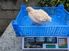 Japanese Jumbo English White Quail H*ING E#gs , 12 + 3 Free,, 500+ g 