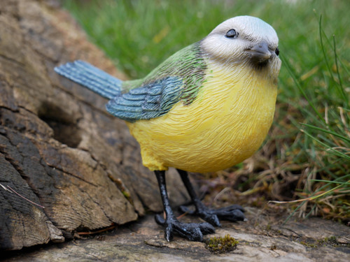 Garden blue tit - tit, bird
