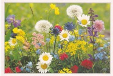 "Summer Time" Wildflower