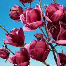 Magnolia Genie PBR Purple NEW