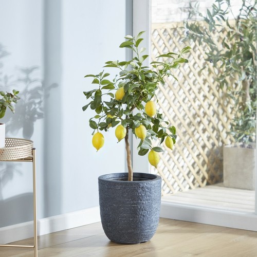 Suttons lemon fruit - lemon,