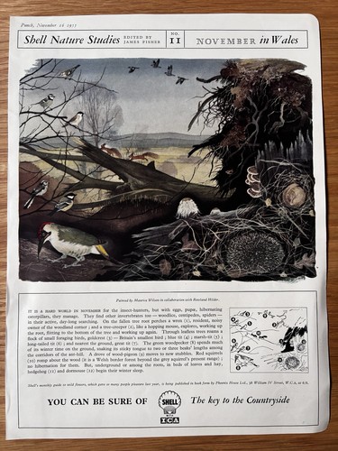 1950 shell nature - 1950’s,