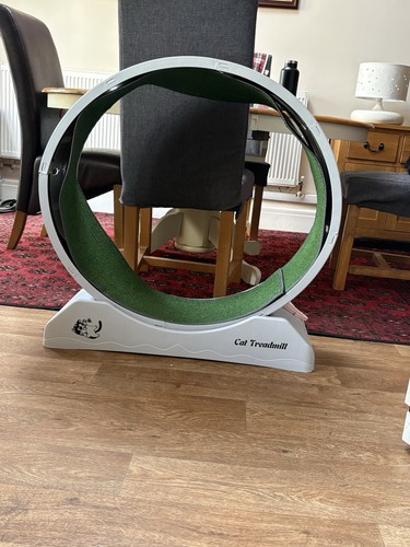 Cat exercise wheel treadmill - cat,