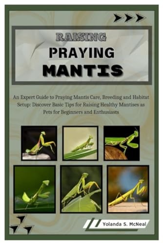 Raising praying mantis - raising, an