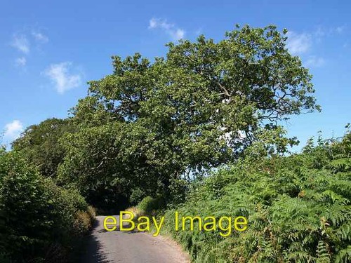 Photo 6x4 oak - oak, on