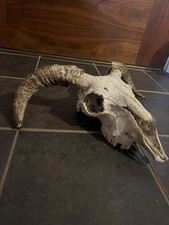 Beautiful Sheep Skull with horns taxidermy art craft