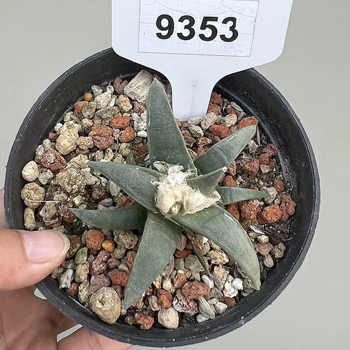 1piece 6cm seedgrowth - 1piece,