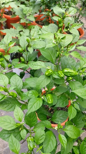 Potted red green - red/green, spicy