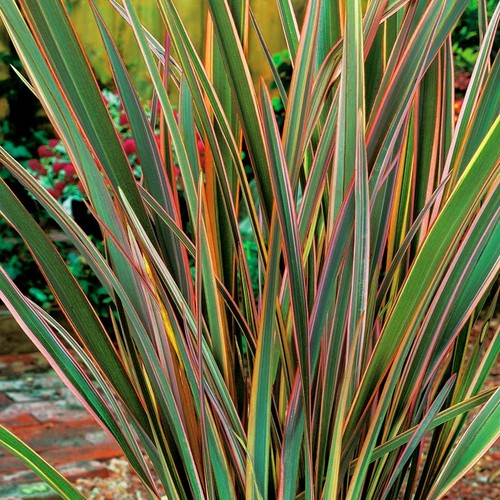 Phormium maori queen new - phormium,