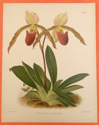 Cypripedium euryandrum orchid - cypripedium,