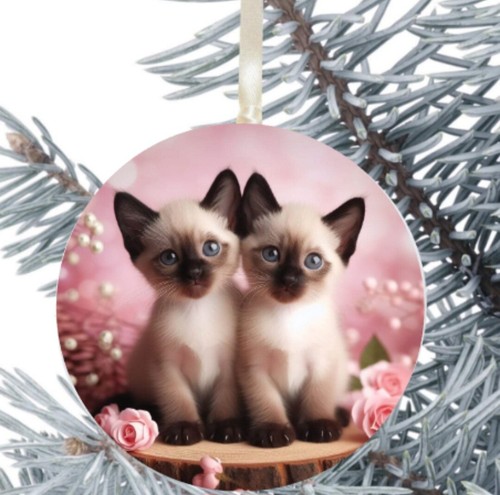 Ragdoll cat kitten - cat, hanging