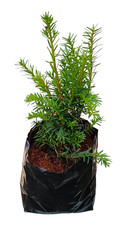 Hicks Yew,Taxus × Media