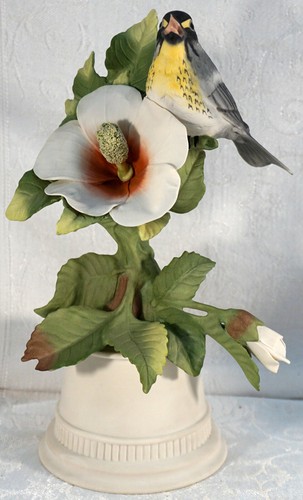 Boehm yellow throated - ~,