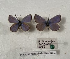 Very Rare Martins Blue Butterfly Plebejus Martini Real Specimens