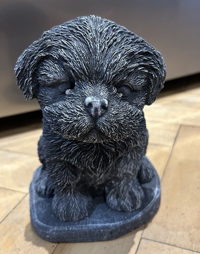 Shi tzu puppy concrete - tzu,