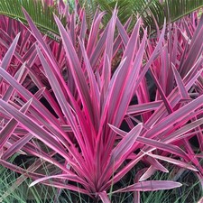 2 x Cordyline australis 'Pink