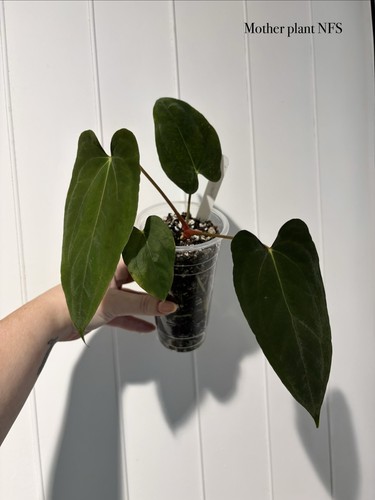 Anthurium ralph lynam - ralph,