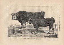 1866 Vosgienne cow French