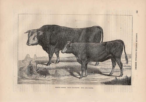 Vosgienne cow french cattle - cow,