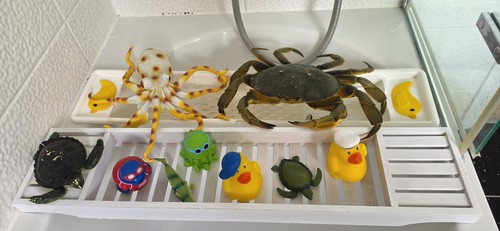 Bath kids toys selection - bath,