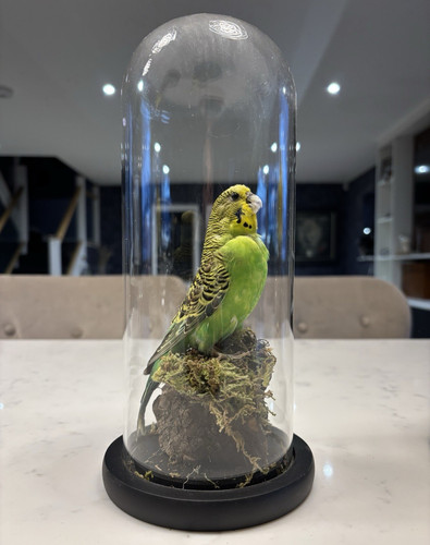 Taxidermy budgerigar standing - budgerigar,