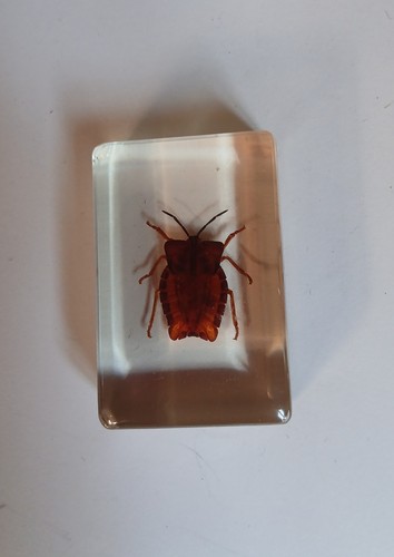 Real shield bug insect - shield,