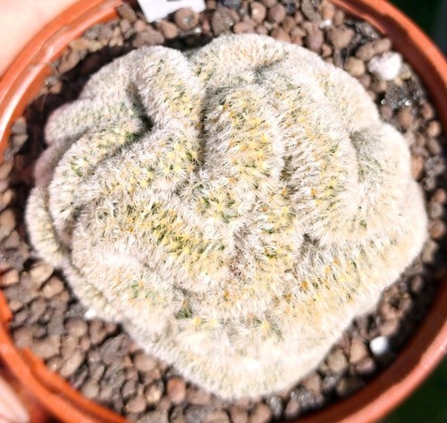 Mammillaria carmenae crested - mammillaria,