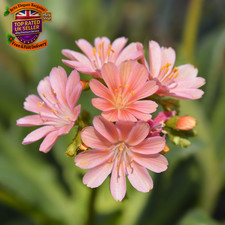 Lewisia Cotyledon ‘Mountain