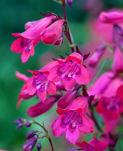 Penstemon firebird hardy - penstemon,