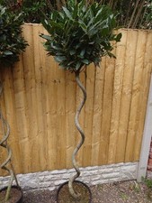LARGE STANDARD Twisted Stem BAY TREE 180cm 