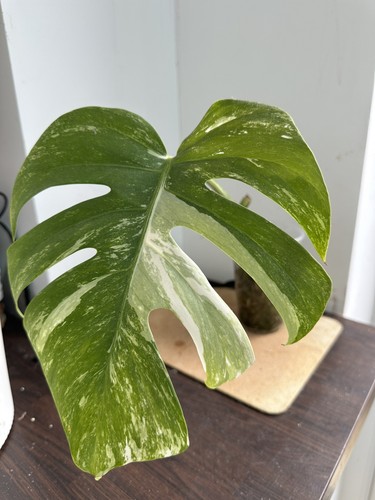 Monstera albo variegated - monstera,