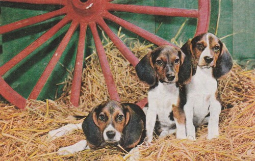 Adorable beagle puppies hay - adorable,