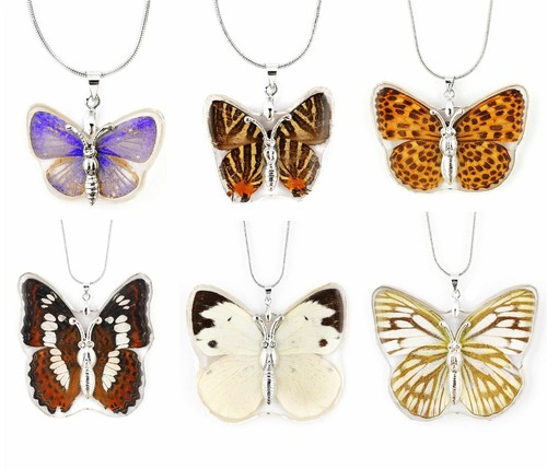 Real insect butterfly wings - real,